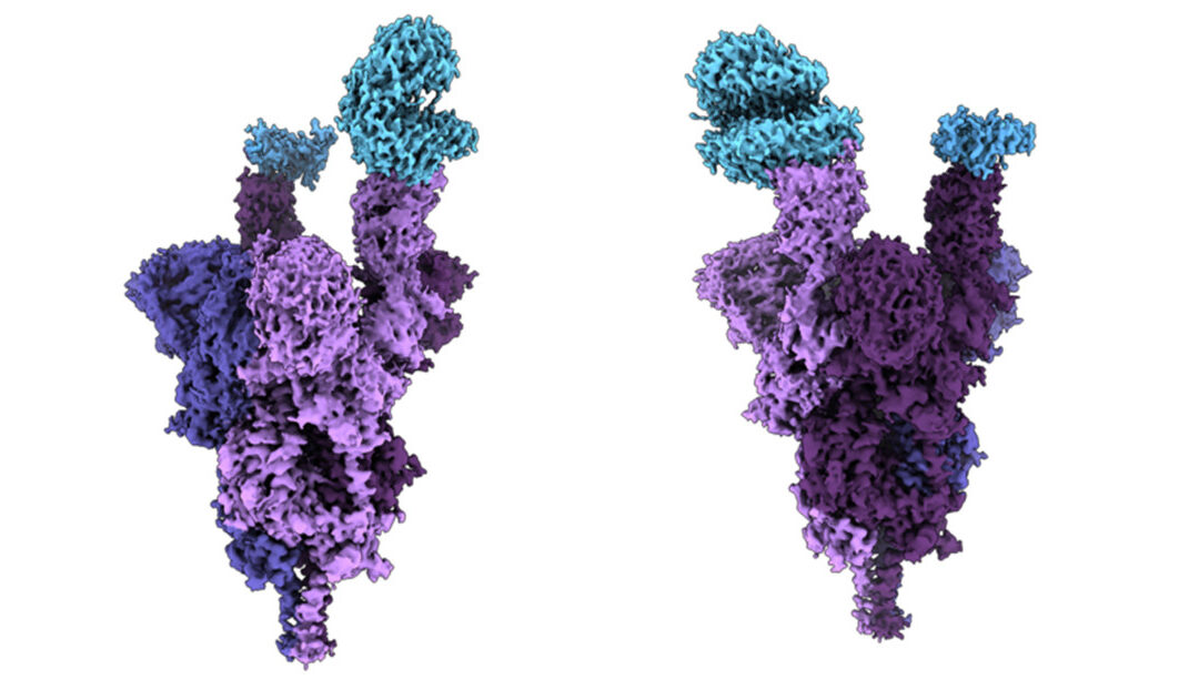 Un estudio detalla cuáles son los cambios en la proteína de la espícula de la variante ómicron.